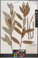 Foto von Salix daphnoides Vill.